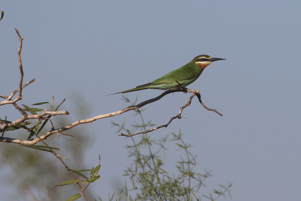 Olive Bee-eater - ML634635260