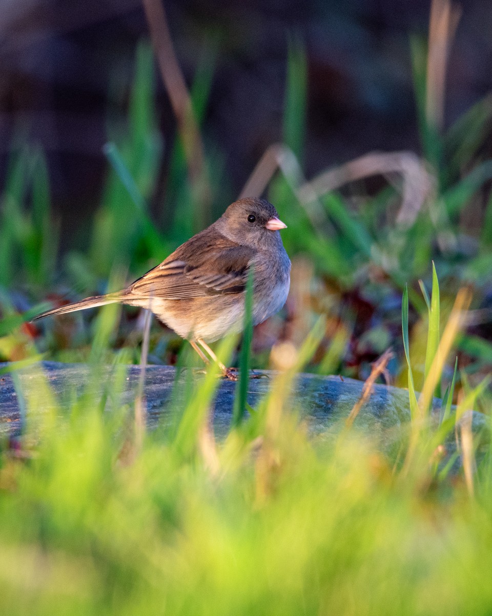 Dark-eyed Junco - ML634635278