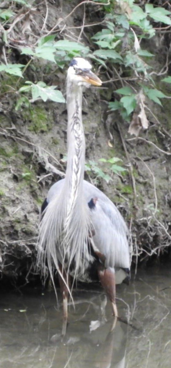 Great Blue Heron - ML634635305