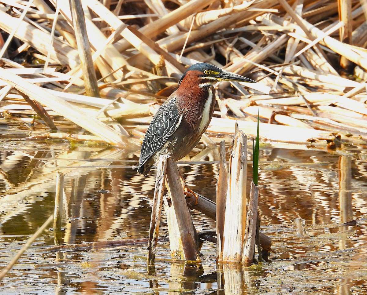 Green Heron - ML634635326