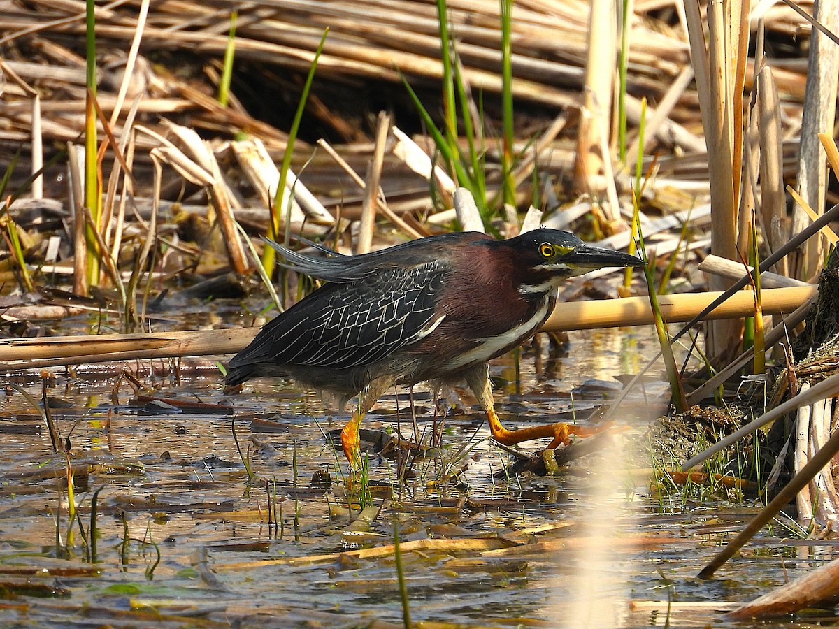 Green Heron - ML634635327
