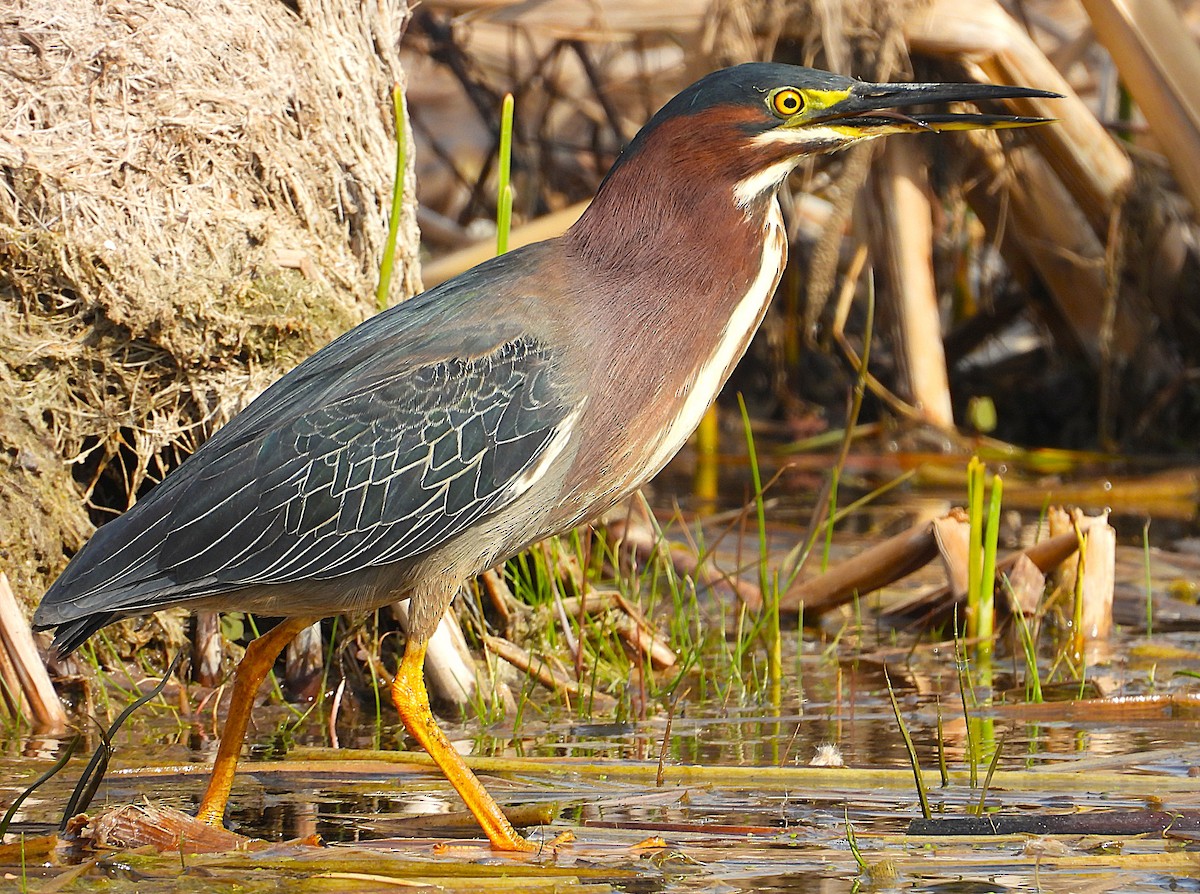 Green Heron - ML634635328