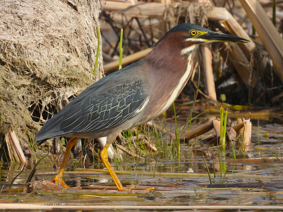 Green Heron - ML634635329