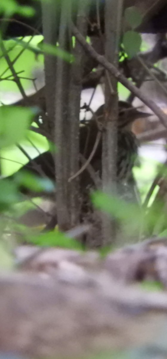 Ovenbird - ML634635360