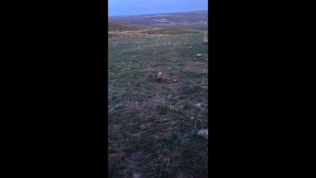 Sharp-tailed Grouse - ML634635375