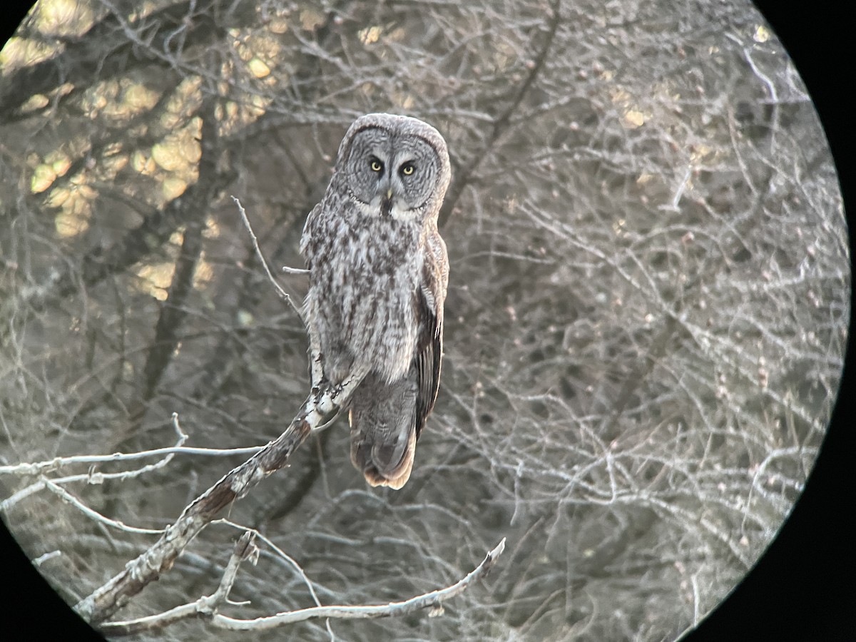 Great Gray Owl - ML634635404