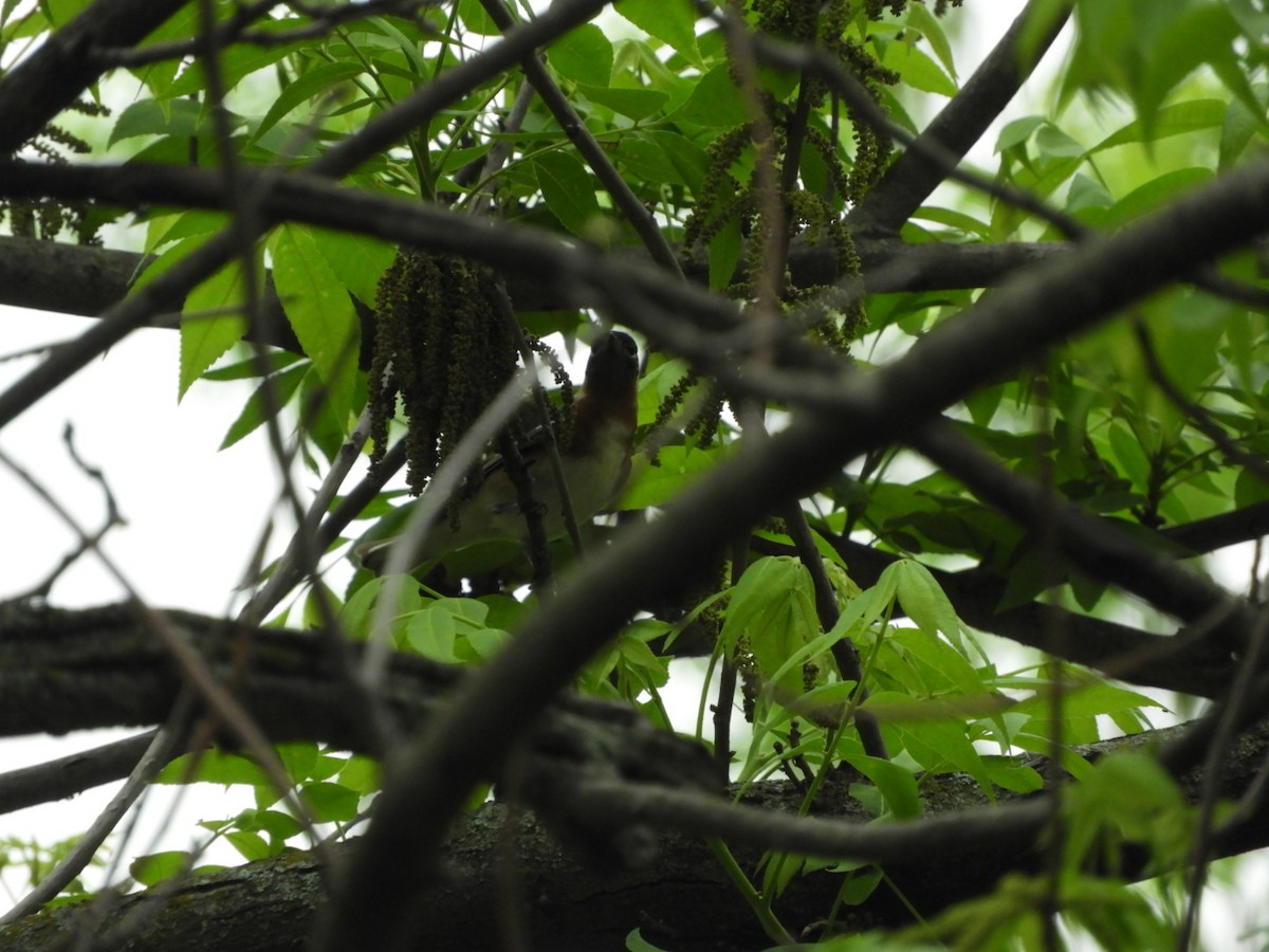 Bay-breasted Warbler - ML634635447