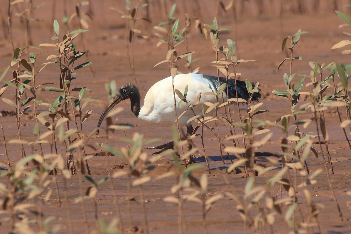 Malagasy Sacred Ibis - ML634635534