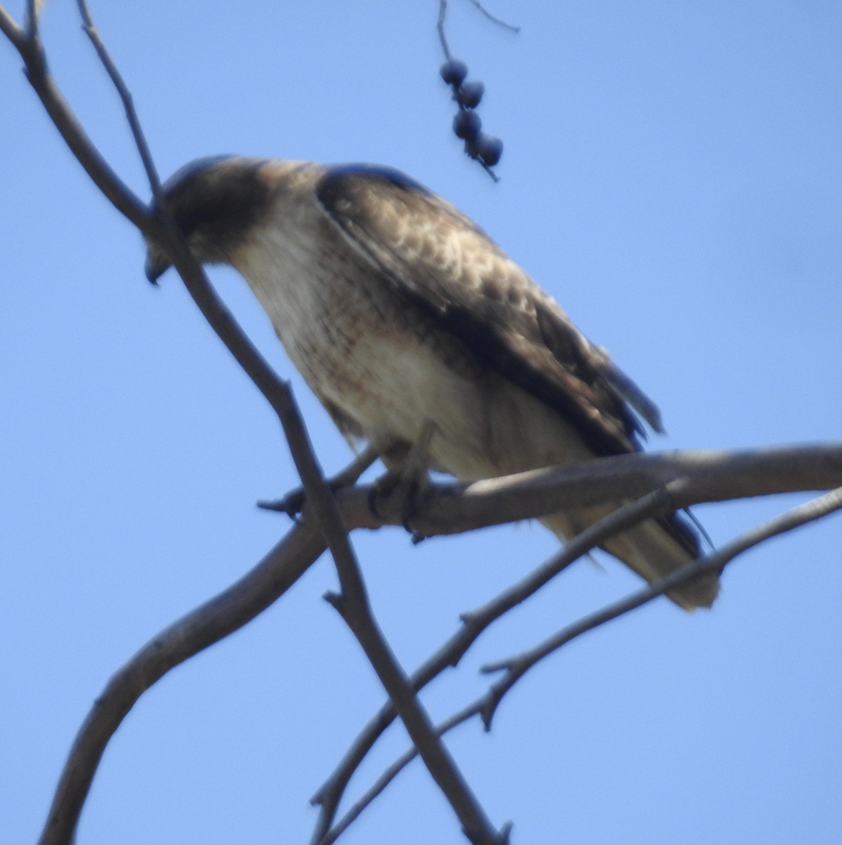 Red-tailed Hawk - ML634635551