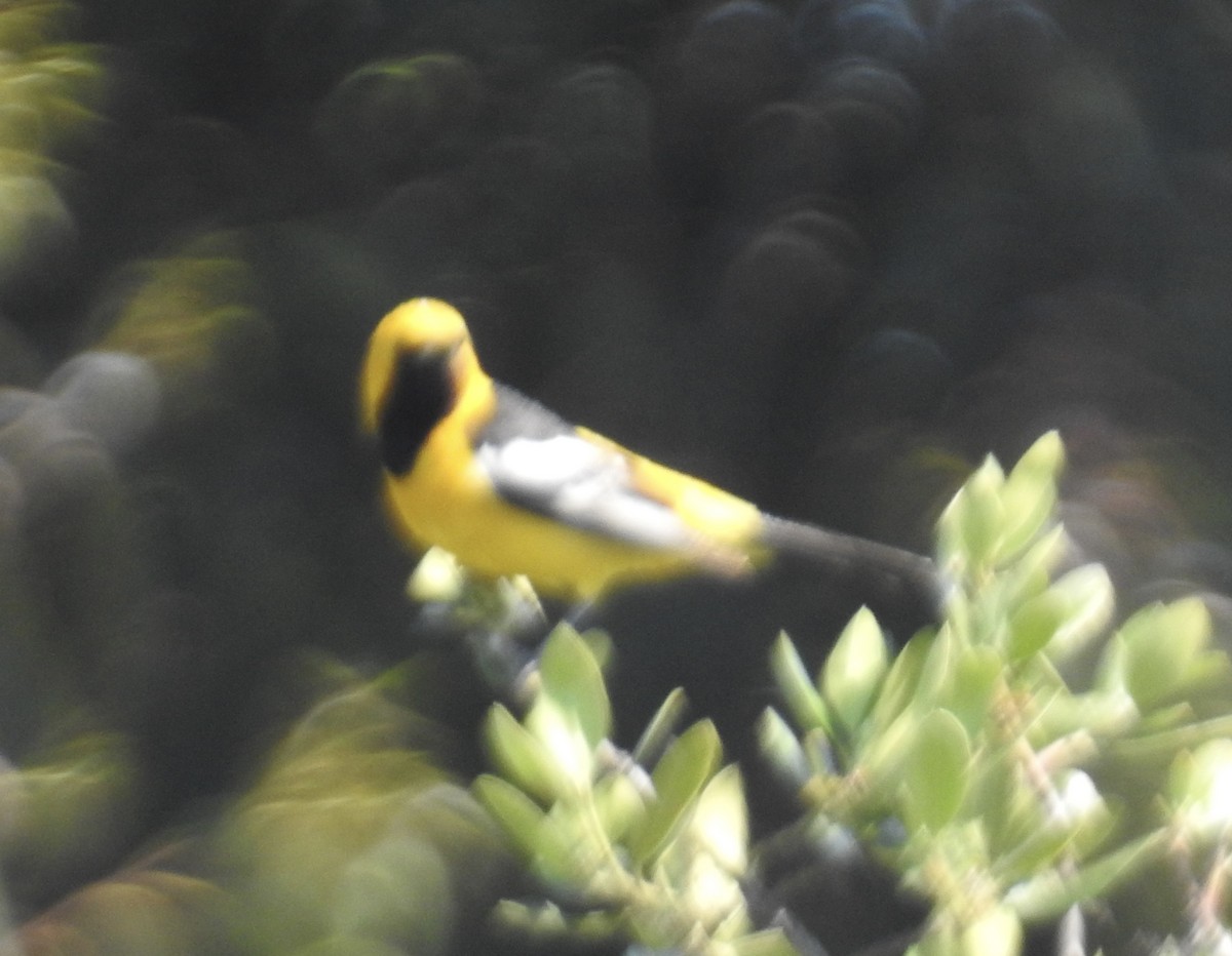 Hooded Oriole - ML634635579