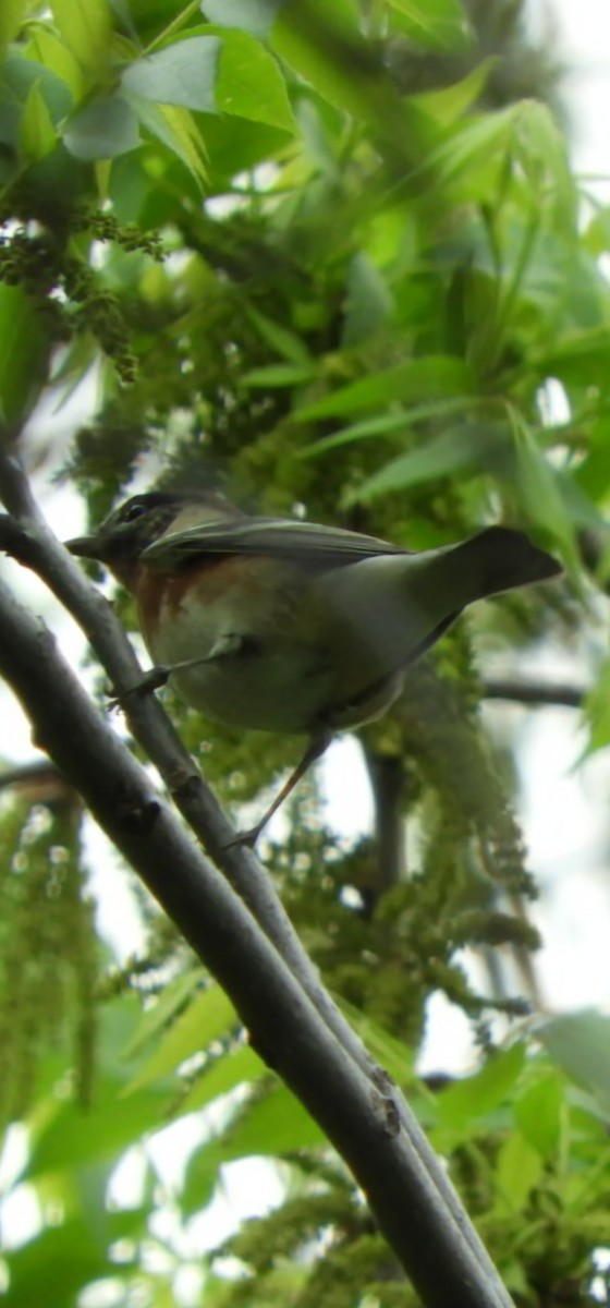 Bay-breasted Warbler - ML634635590
