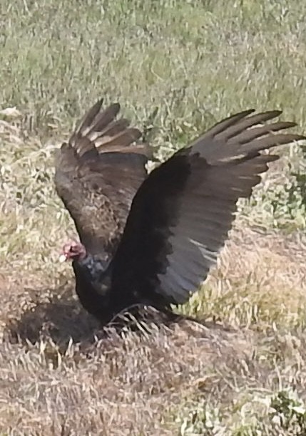 Turkey Vulture - ML634635600