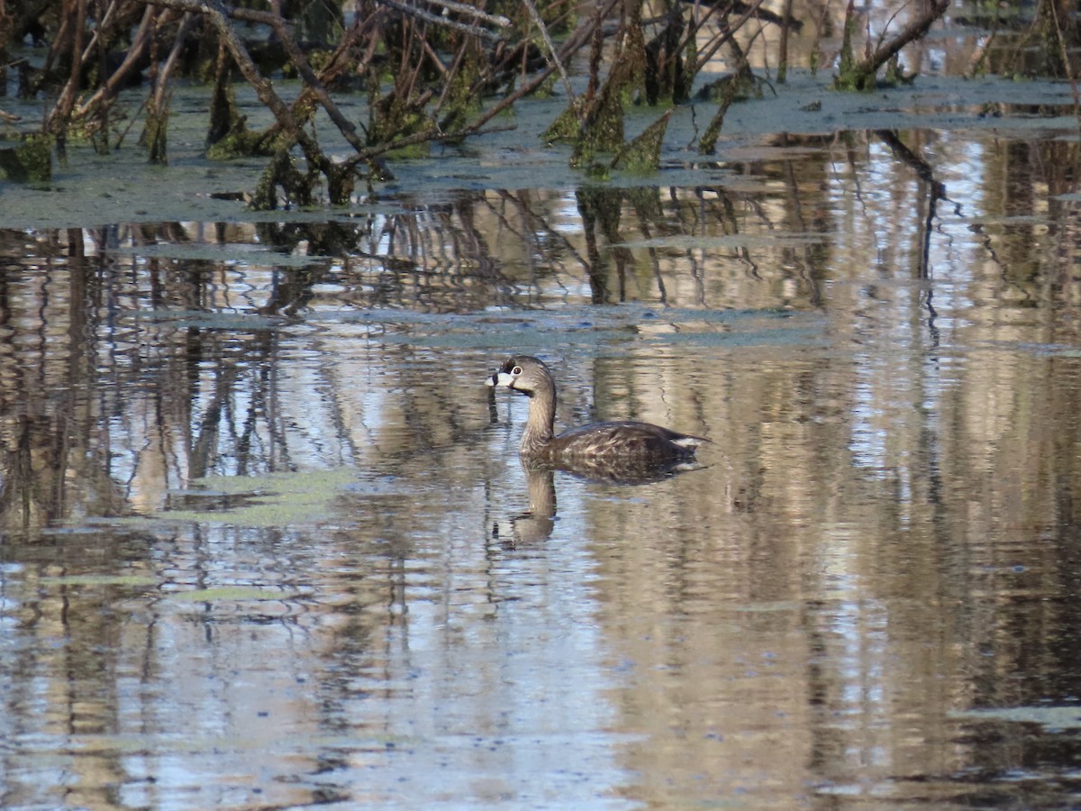 Pied-billed Grebe - ML634635620