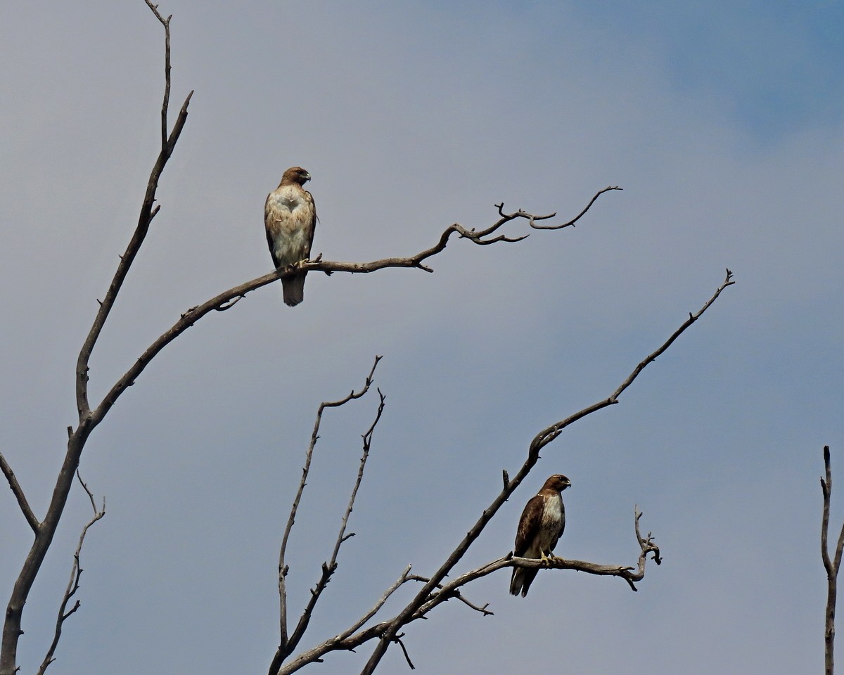 Red-tailed Hawk - ML634635634