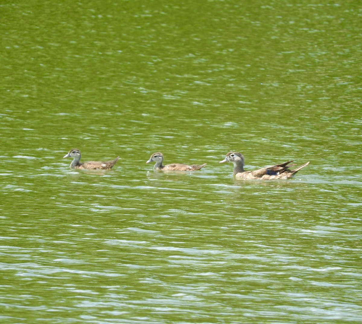 Wood Duck - ML63463571