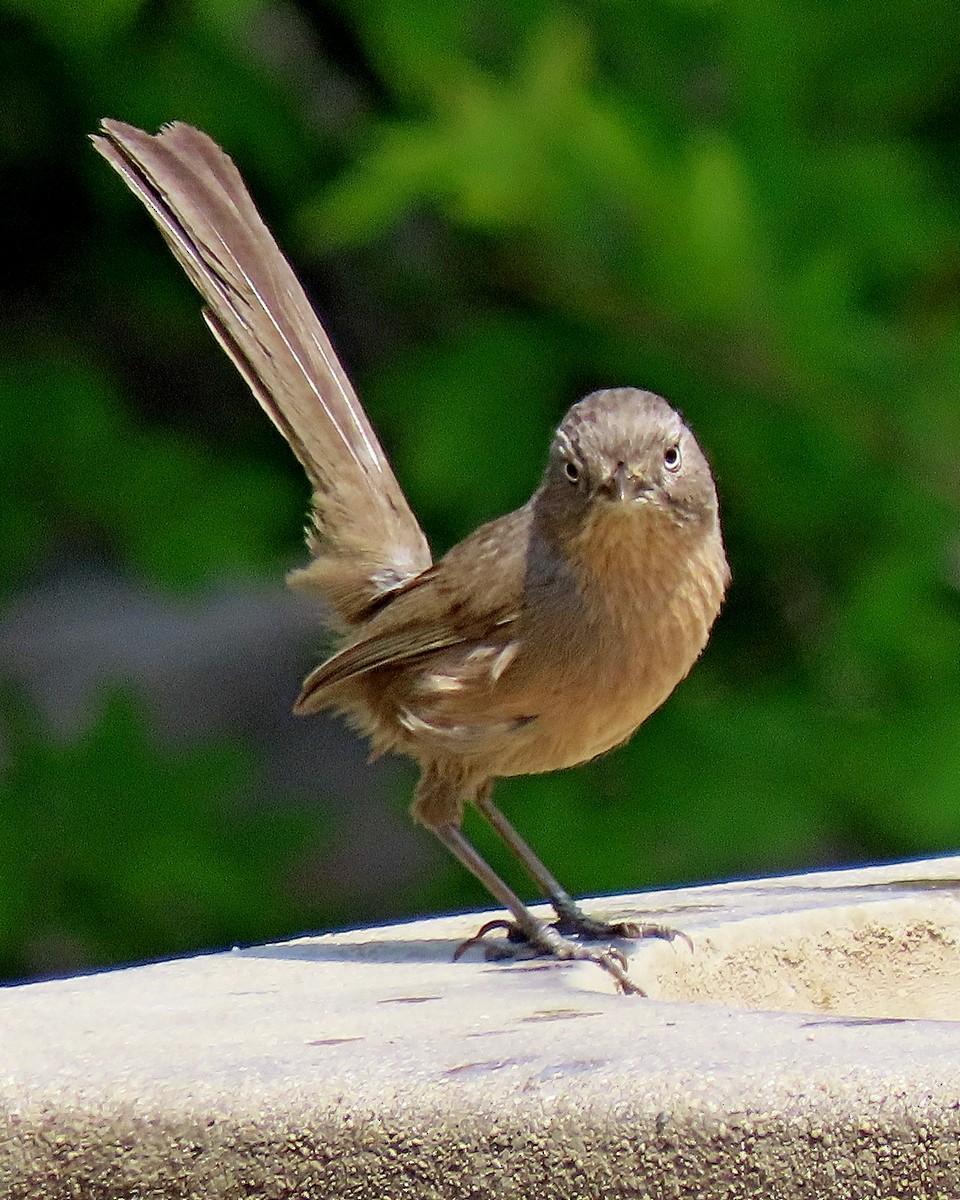 Wrentit - ML634635734