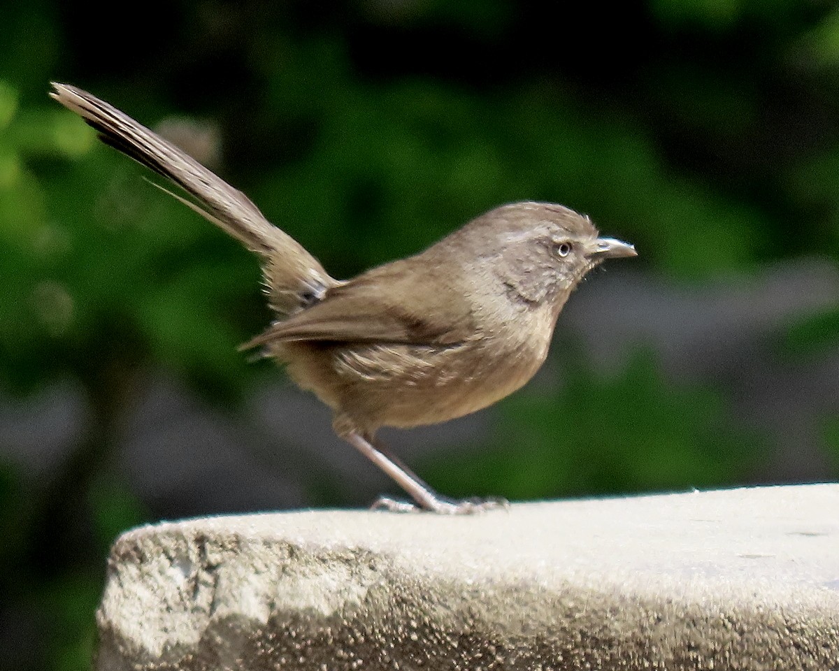 Wrentit - ML634635763