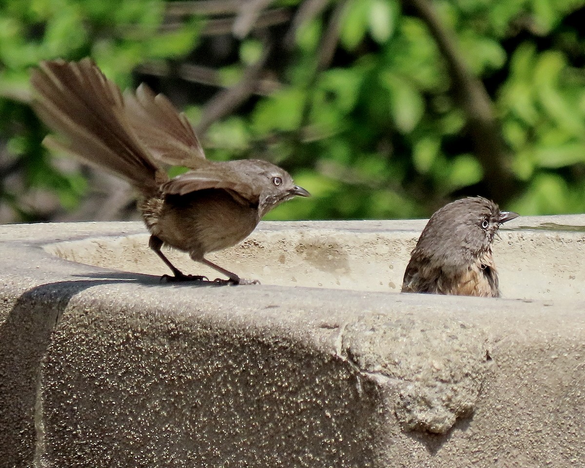 Wrentit - ML634635790