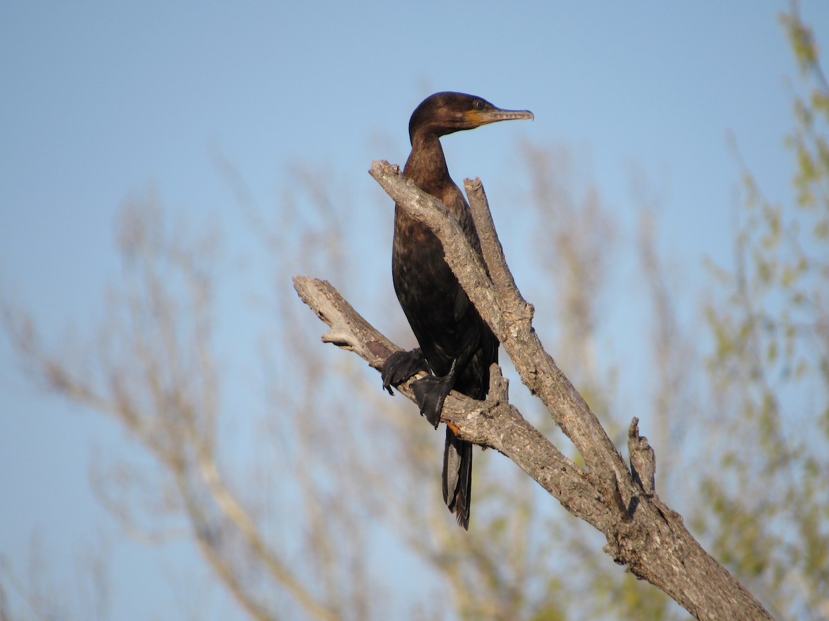 Neotropic Cormorant - ML634635809