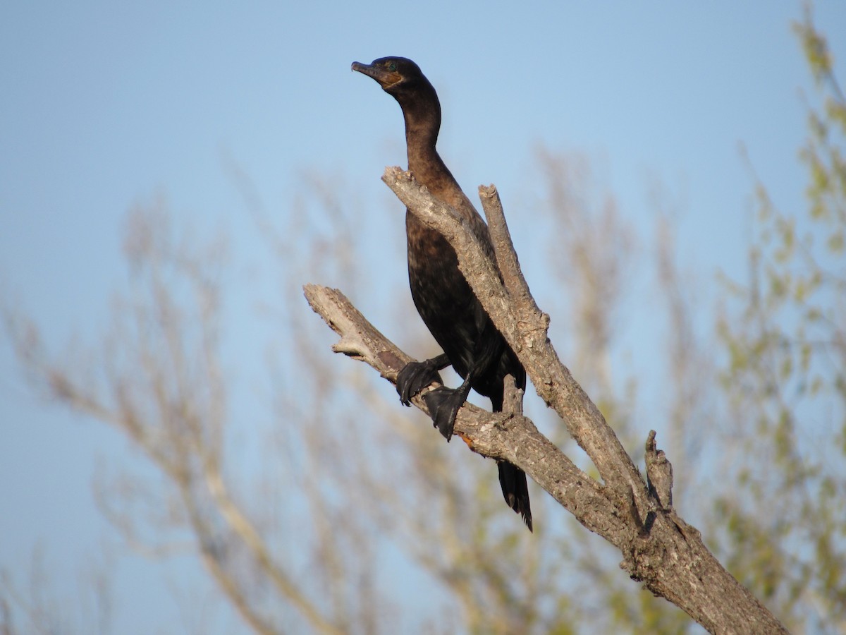 Neotropic Cormorant - ML634635810