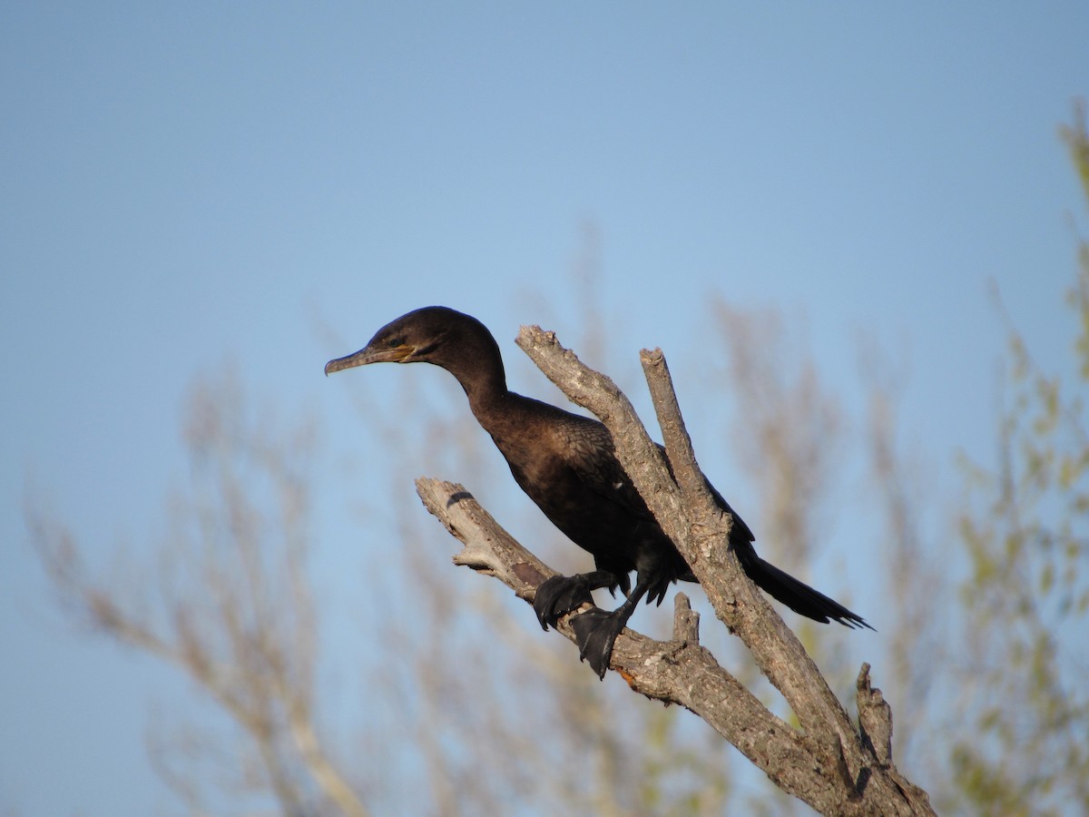 Neotropic Cormorant - ML634635811