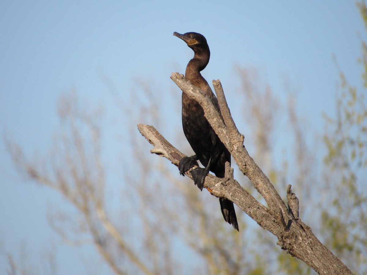 Neotropic Cormorant - ML634635812