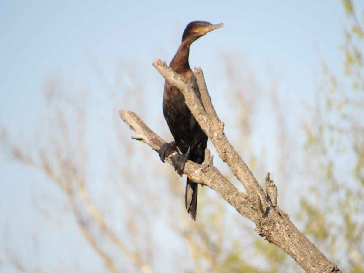 Neotropic Cormorant - ML634635813