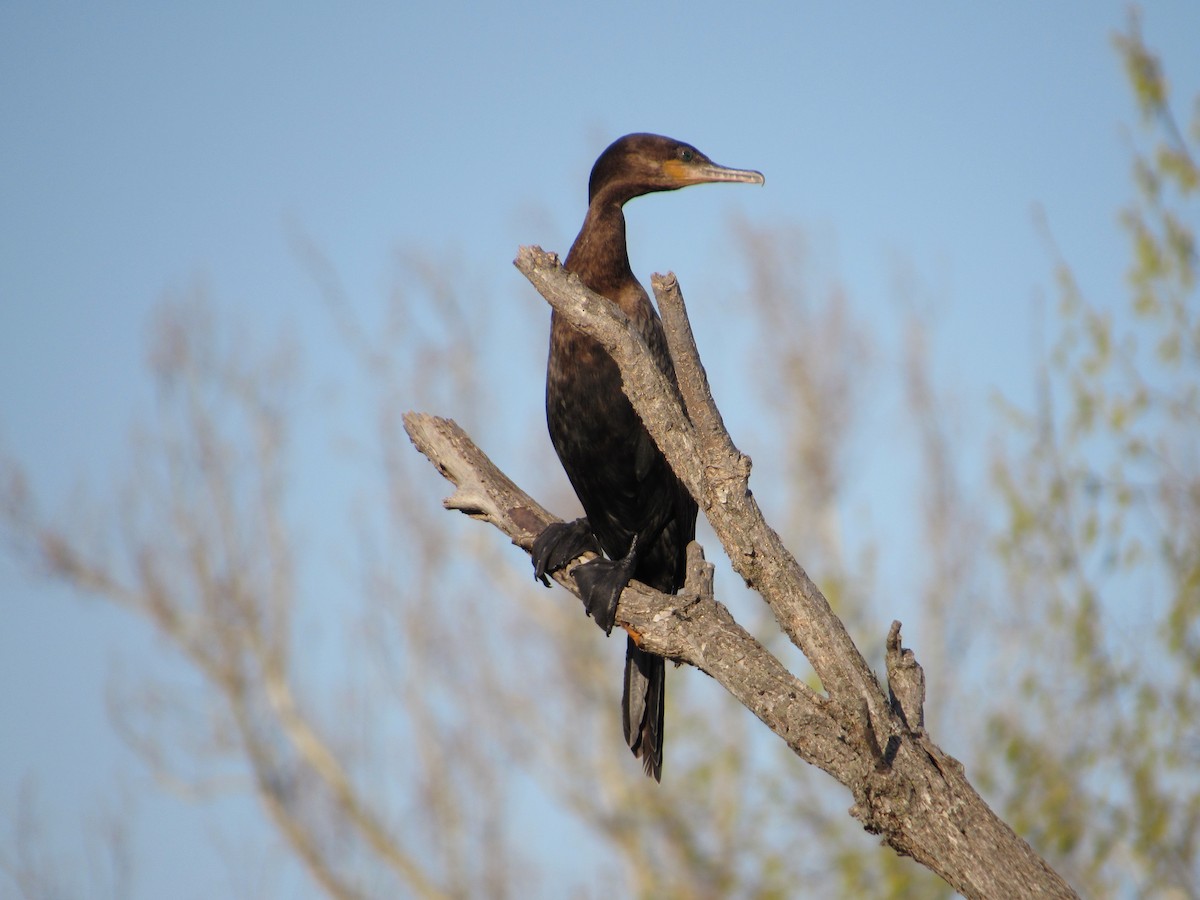 Neotropic Cormorant - ML634635814