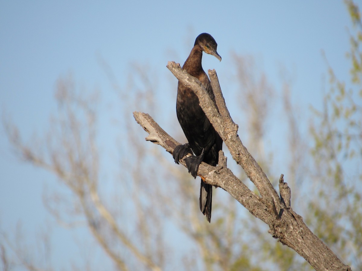 Neotropic Cormorant - ML634635815