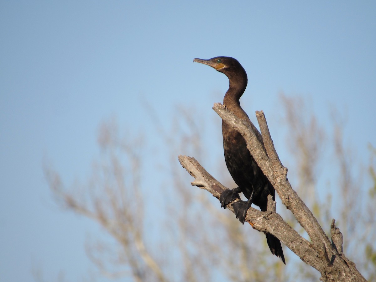 Neotropic Cormorant - ML634635818