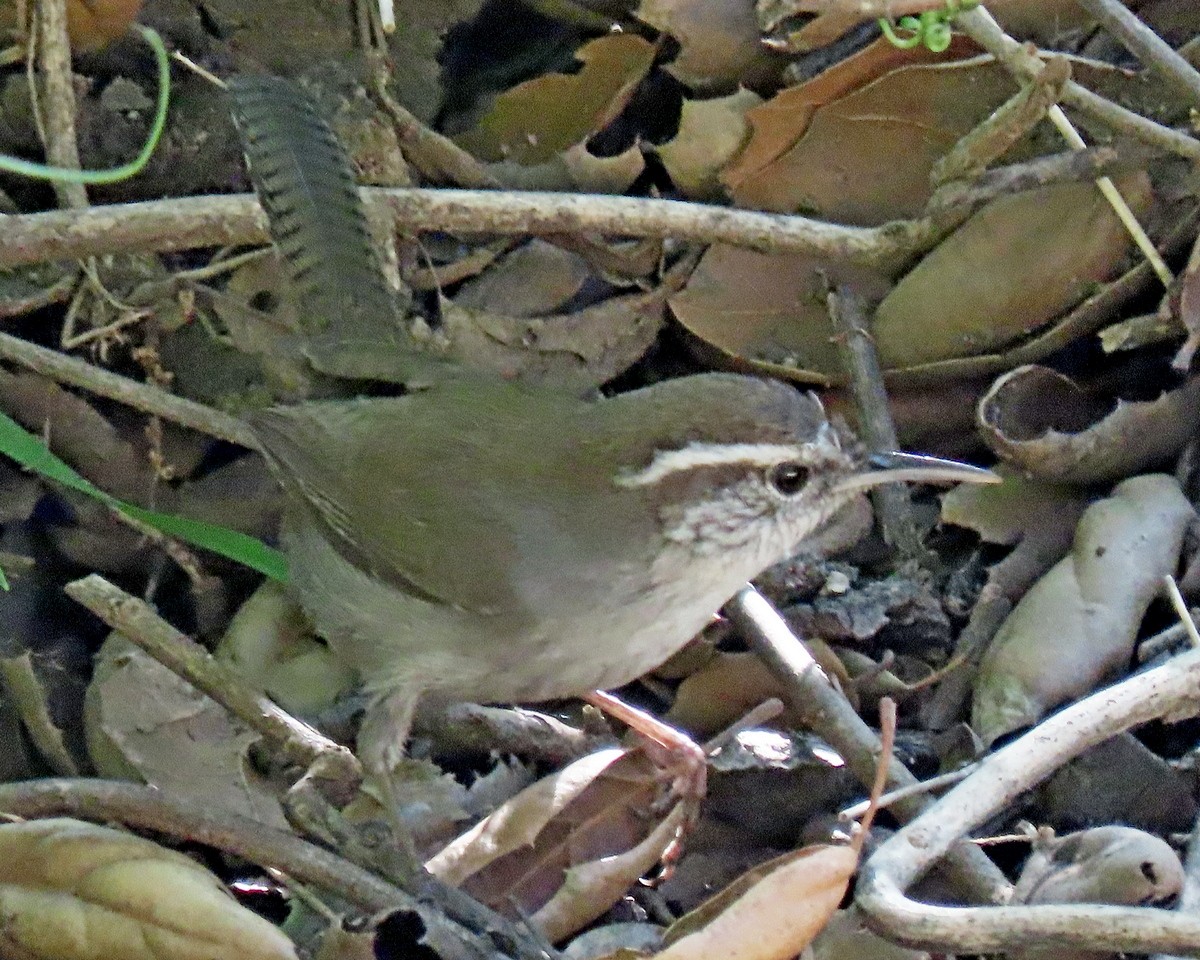 Bewick's Wren - ML634635870