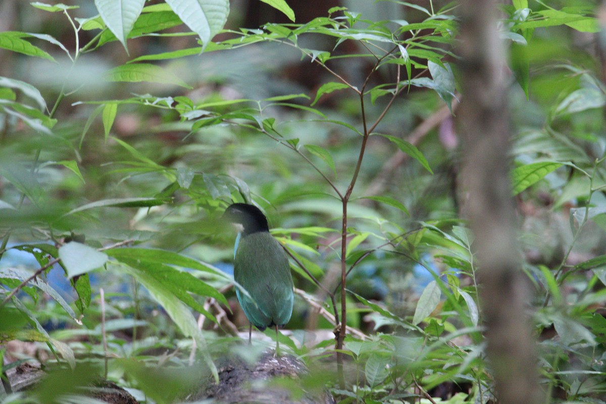 Azure-breasted Pitta - ML634635889