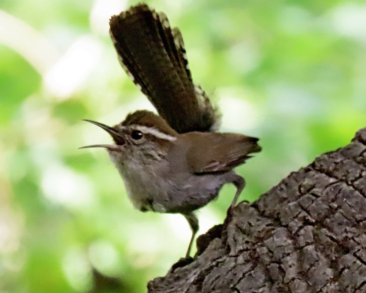 Bewick's Wren - ML634635896
