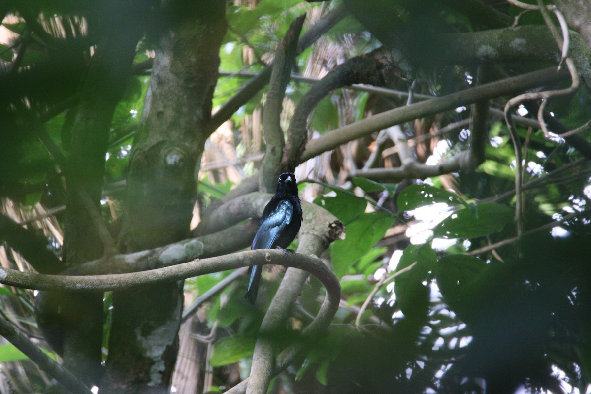 Short-tailed Drongo - ML634635915