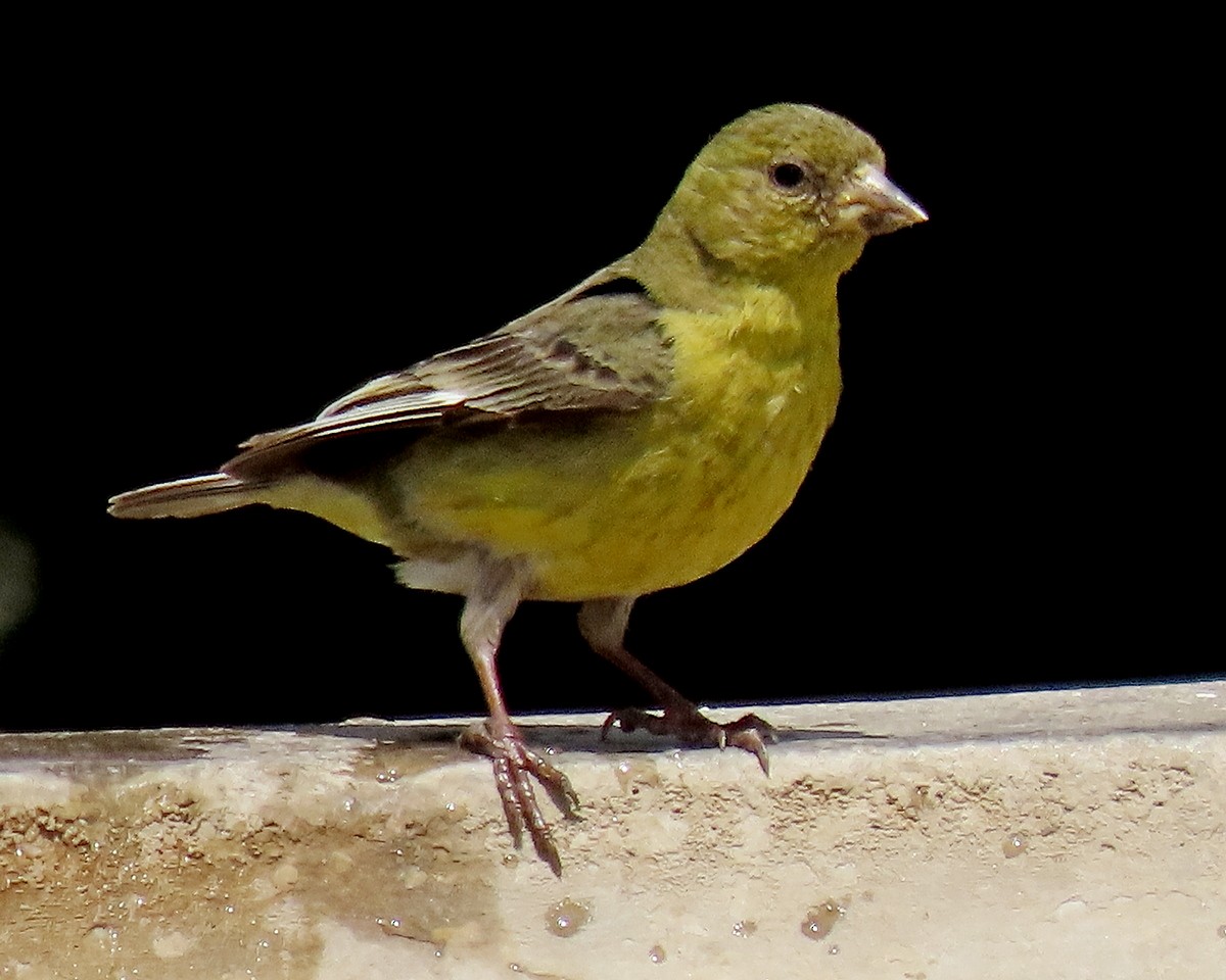Lesser Goldfinch - ML634635940