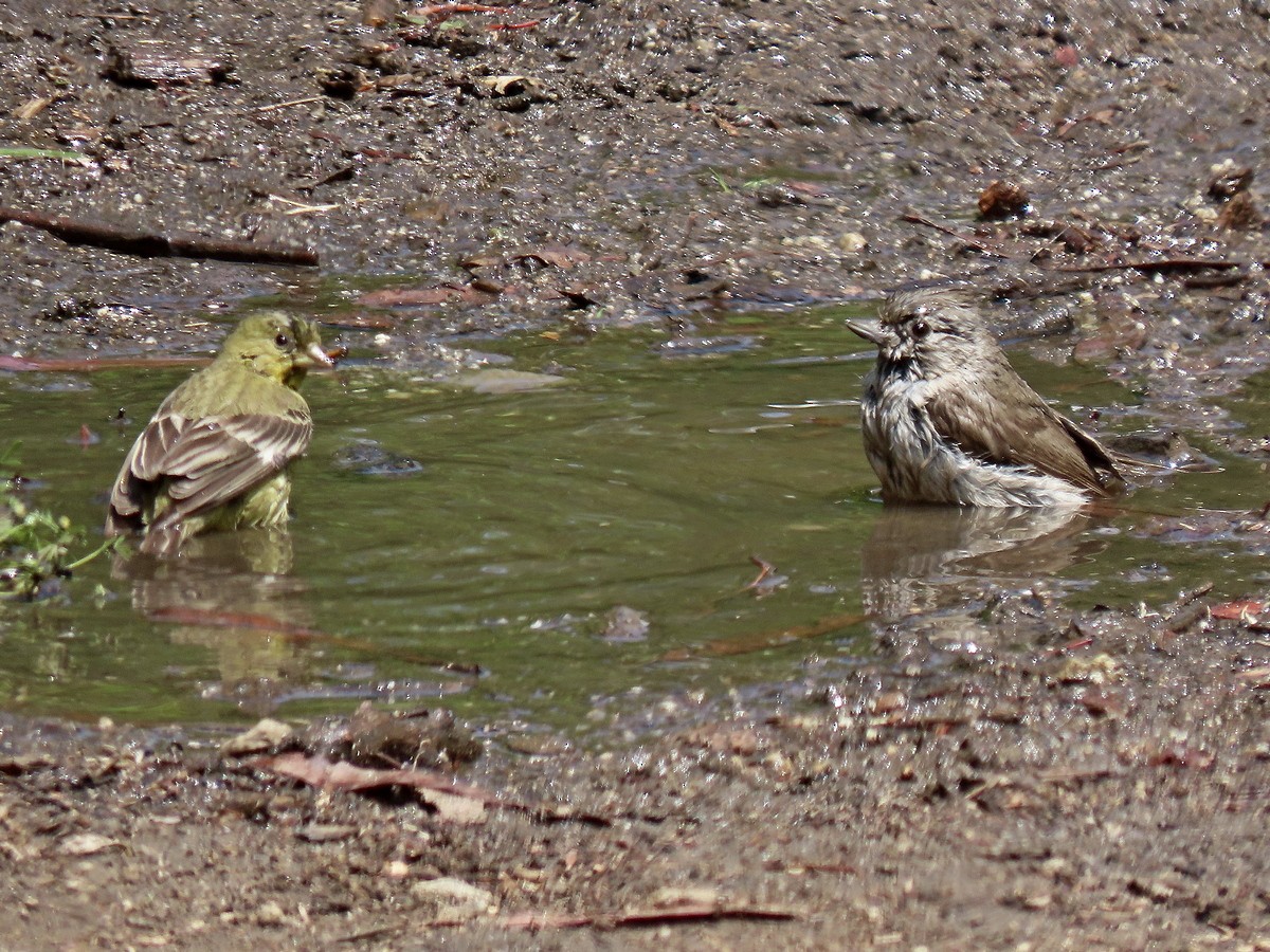 Lesser Goldfinch - ML634635981