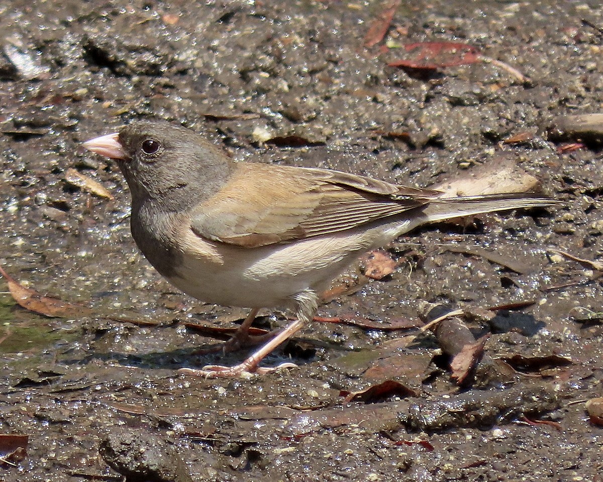 Dark-eyed Junco (Oregon) - ML634635999