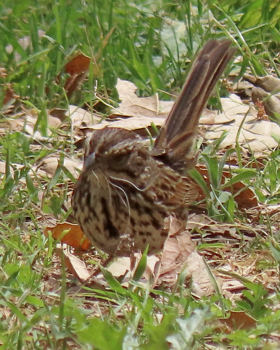 Song Sparrow - ML634636021
