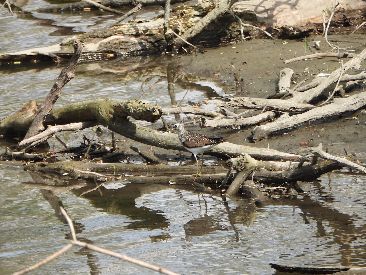 Solitary Sandpiper - ML634636045