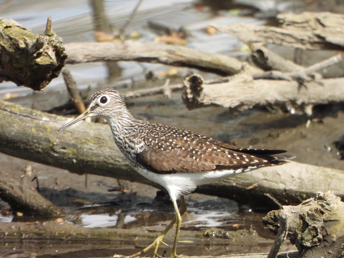 Solitary Sandpiper - ML634636047