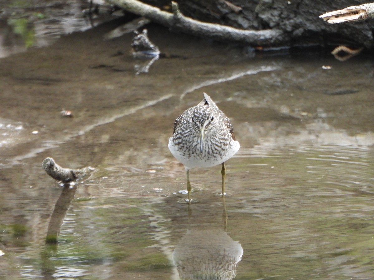 Solitary Sandpiper - ML634636048