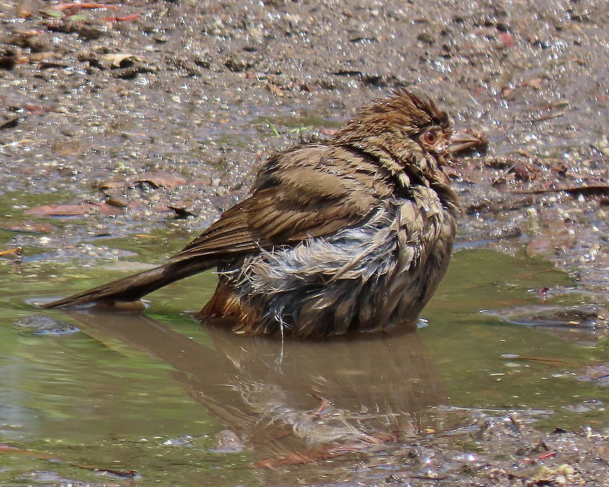 California Towhee - ML634636071