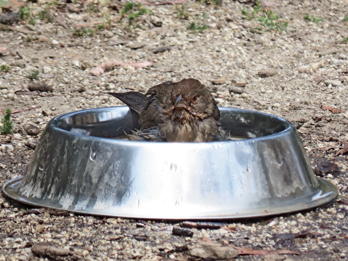 California Towhee - ML634636086