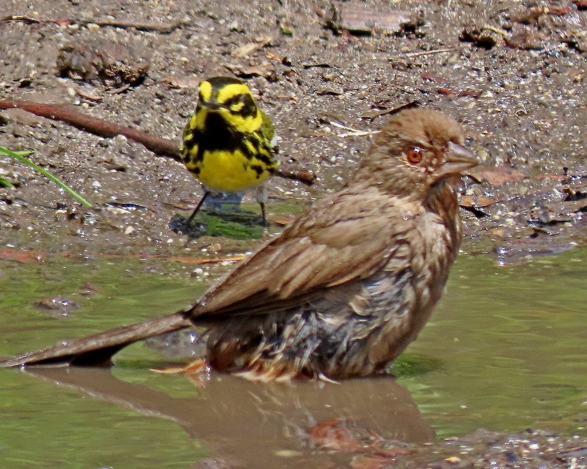 California Towhee - ML634636102