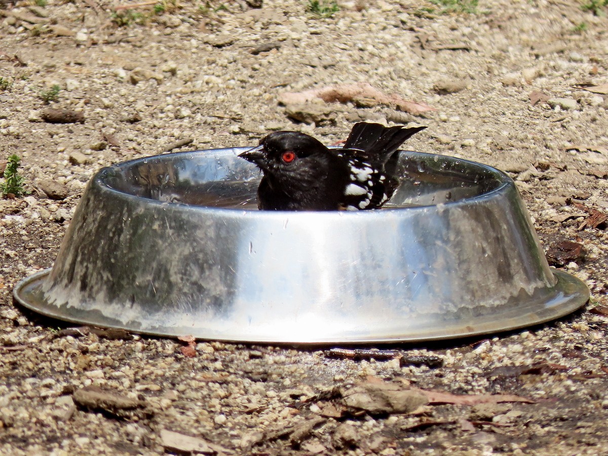 Spotted Towhee - ML634636160