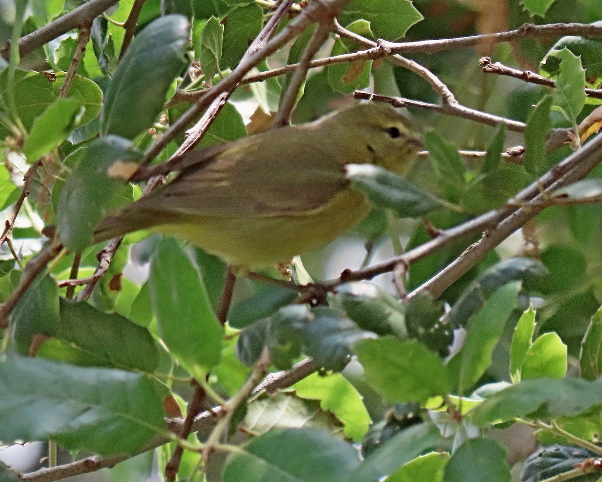 Orange-crowned Warbler - ML634636185