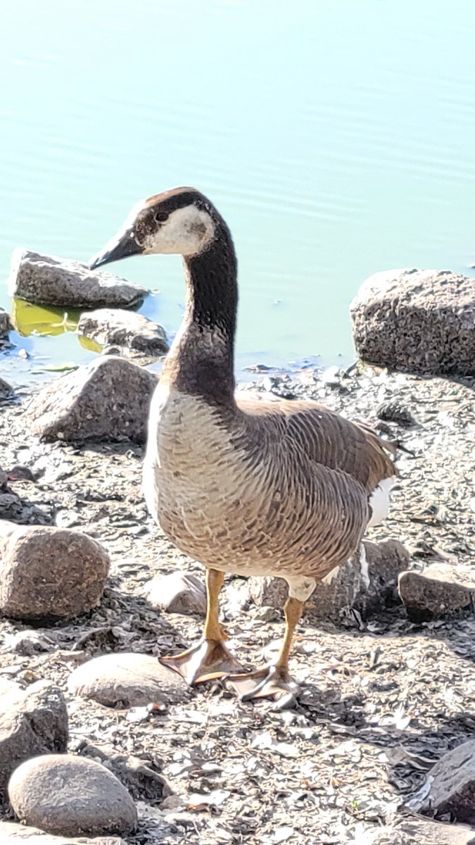 Domestic goose sp. x Canada Goose (hybrid) - ML634636242