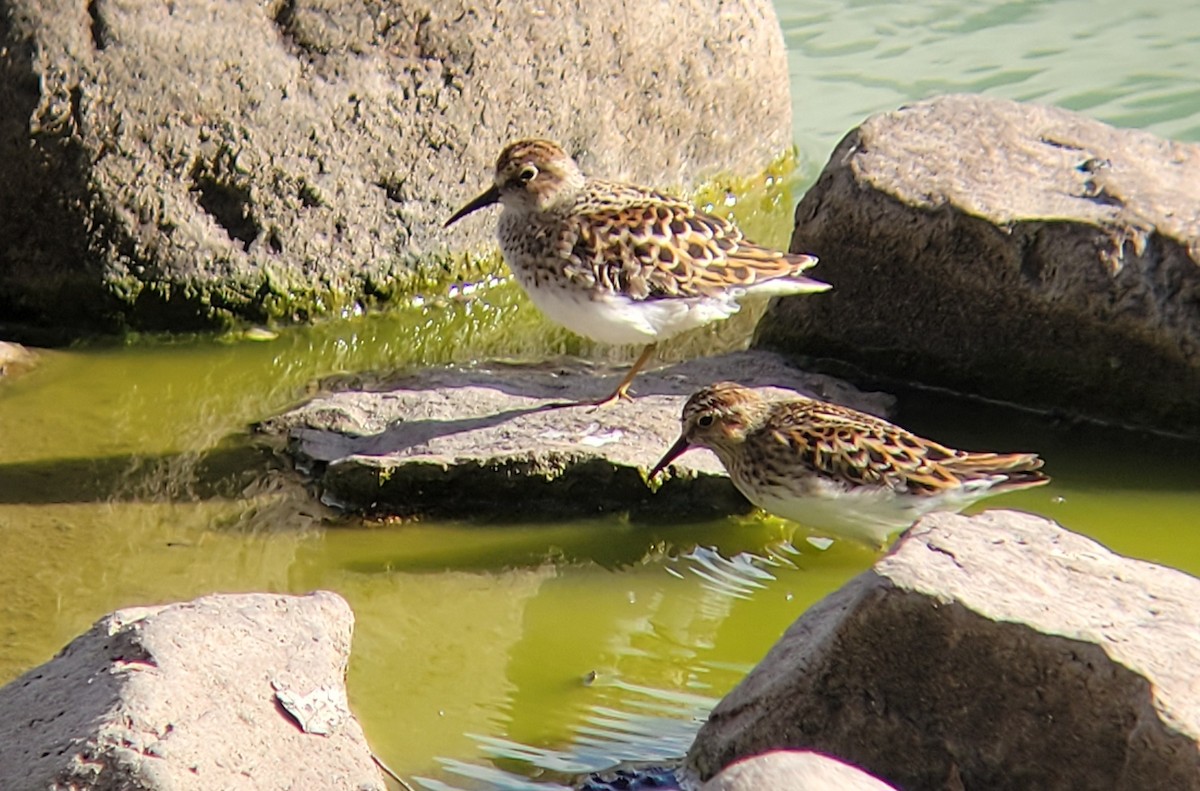 Least Sandpiper - ML634636260