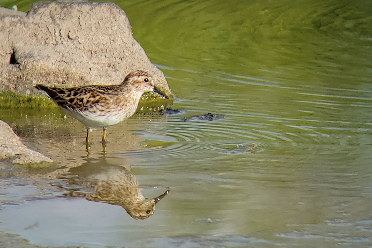 Least Sandpiper - ML634636261