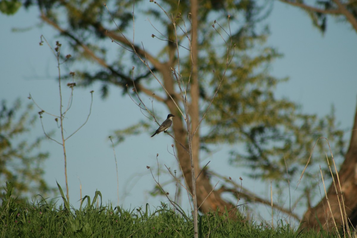 Eastern Kingbird - ML634636271